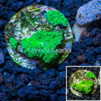 Rhodactis Mushroom Rock Indonesia (click for more detail)