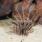 Antennata Lionfish (click for more detail)