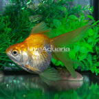 Gold Ryukin Goldfish (click for more detail)