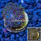 LiveAquaria® Cultured Sympodium Coral (click for more detail)