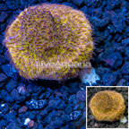 LiveAquaria® Cultured Orange Pavona Coral (click for more detail)