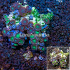 Zoanthus Coral Vietnam (click for more detail)