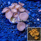 LiveAquaria® Cultured Protopalythoa Polyps  (click for more detail)