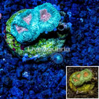 LiveAquaria® Cultured Goniastrea Coral (click for more detail)