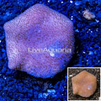 Toadstool Mushroom Leather Coral Vietnam  (click for more detail)