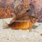 Yellow Hawkfish (click for more detail)