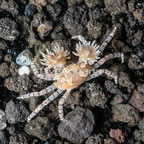 Pom Pom Anemone Crab  (click for more detail)