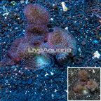 Lavender Mushroom Coral Africa (click for more detail)