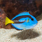 Blue Tang (click for more detail)