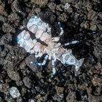 Harlequin Shrimp (click for more detail)