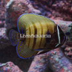 Six Bar Angelfish  (click for more detail)