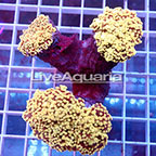 Branching Orange Frogspawn Coral Solomon (click for more detail)
