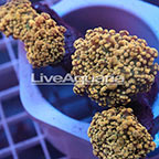 Branching Orange Frogspawn Coral Solomon (click for more detail)