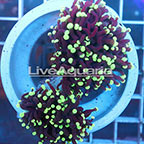 Green Tip Torch Coral Solomon (click for more detail)