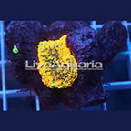 Ricordea Mushroom Coral Solomon (click for more detail)