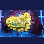 Ricordea Mushroom Coral Solomon (click for more detail)