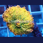 Ricordea Mushroom Coral Solomon (click for more detail)