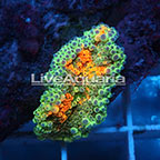 Ricordea Mushroom Coral Solomon (click for more detail)