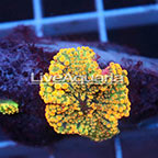 Ricordea Mushroom Coral Solomon (click for more detail)