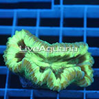Open Brain Coral Solomon (click for more detail)