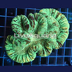 Open Brain Coral Solomon (click for more detail)