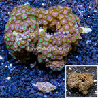 Zoanthus Coral Vietnam (click for more detail)