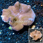 Toadstool Leather Coral Vietnam (click for more detail)