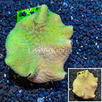 Toadstool Leather Coral Australia (click for more detail)