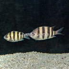 Sergeant Major Damselfish,Pair (click for more detail)