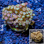 Zoanthus Coral Indonesia (click for more detail)