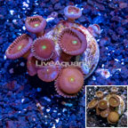 LiveAquaria® Cultured Protopalythoa Coral  (click for more detail)