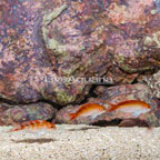 Red Bar Anthias, Trio (click for more detail)