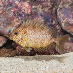 Brown Spotted Spinefoot Rabbitfish  (click for more detail)