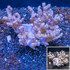 Sinularia Leather Coral Vietnam (click for more detail)