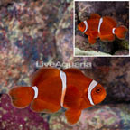 Gold Stripe Maroon Clownfish (click for more detail)