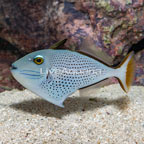 Red Tail Triggerfish (click for more detail)