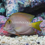 Squaretail Bristletooth Tang  (click for more detail)