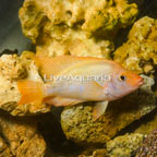 Midas Cichlid (click for more detail)