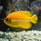 Lemon Peel Angelfish (click for more detail)