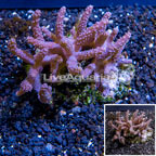 Sinularia Leather Coral Indonesia (click for more detail)