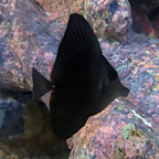 Black Longnose Tang  (click for more detail)