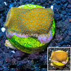 LiveAquaria® Cultured Encrusting Montipora Coral  (click for more detail)