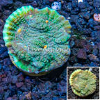 LiveAquaria® Cultured Ultra Chalice Coral (click for more detail)