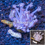 LiveAquaria® Cultured Goniopora Coral  (click for more detail)