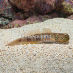 Lagoon Shrimp Goby (click for more detail)