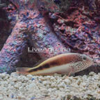 Freckled Hawkfish  (click for more detail)