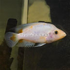 Midas Cichlid (click for more detail)