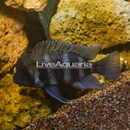 Frontosa Cichlid (click for more detail)