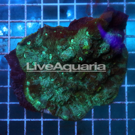 Chalice Coral Solomon (click for more detail)