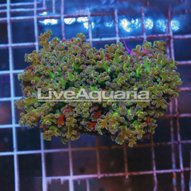 Green and Orange Frogspawn Coral Solomon (click for more detail)